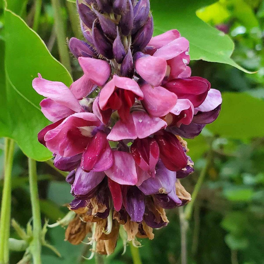 Kudzu Flower – bringing ancient medicinal wisdom to Clænsian