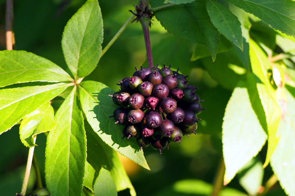 Revive and survive with Siberian Ginseng